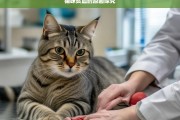 猫咪贫血的原因探究，猫咪贫血原因剖析