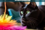 探究猫喜欢逗猫棒的原因，猫为何喜欢逗猫棒