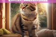 猫为什么发抖？揭秘猫咪颤抖的多种原因