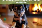 幼犬咬手行为解析，原因与应对策略全揭秘