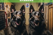 警犬寄养的背后，警犬寄养背后的故事