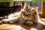 探究猫喜欢躺地上的原因，猫为何喜欢躺地上