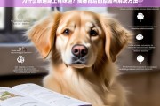 泰迪犬体味来源大揭秘，原因分析与有效去除方法