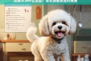 比熊犬出血原因解析及应对策略