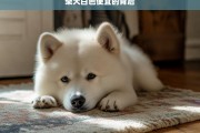 柴犬白色便宜的背后，揭秘柴犬白色便宜的真相