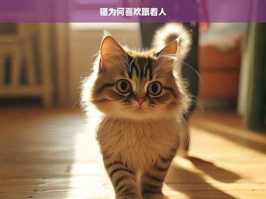 猫为何喜欢跟着人