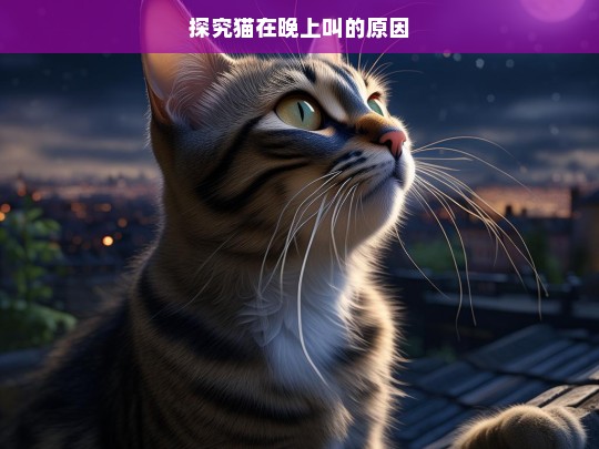 探究猫在晚上叫的原因