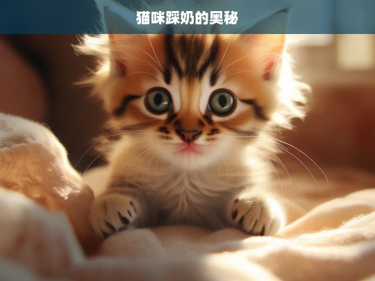 猫咪踩奶的奥秘