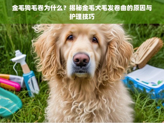 金毛狗毛卷为什么？揭秘金毛犬毛发卷曲的原因与护理技巧