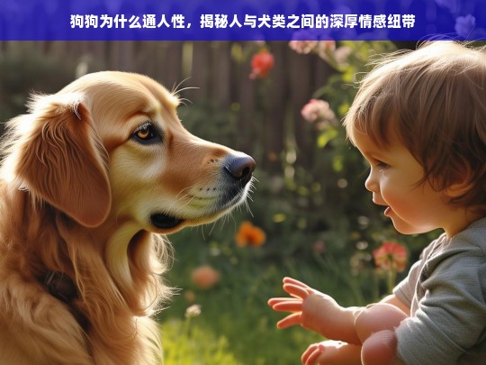 狗狗为什么通人性，揭秘人与犬类之间的深厚情感纽带