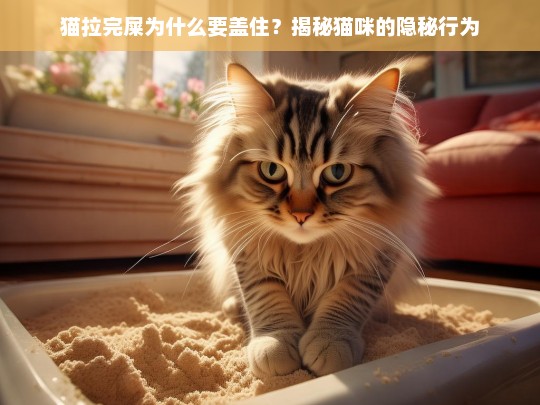 猫拉完屎为什么要盖住？揭秘猫咪的隐秘行为