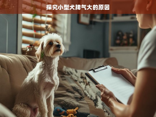 探究小型犬脾气大的原因