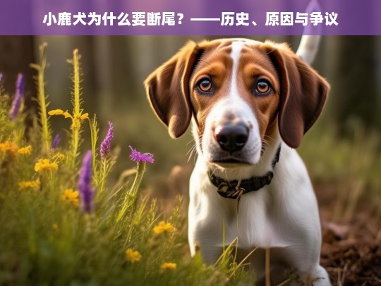 小鹿犬为什么要断尾？——历史、原因与争议