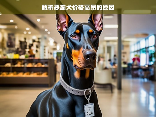 解析恶霸犬价格高昂的原因