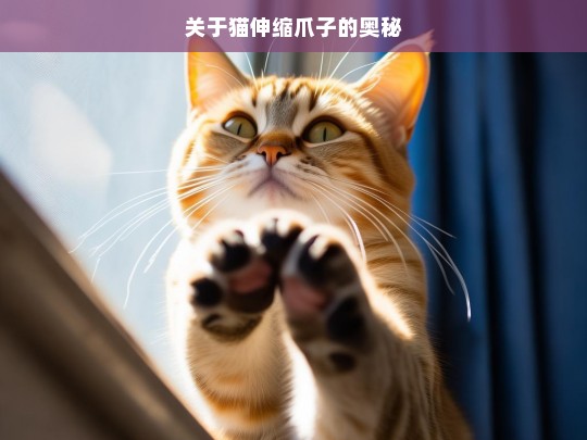 关于猫伸缩爪子的奥秘