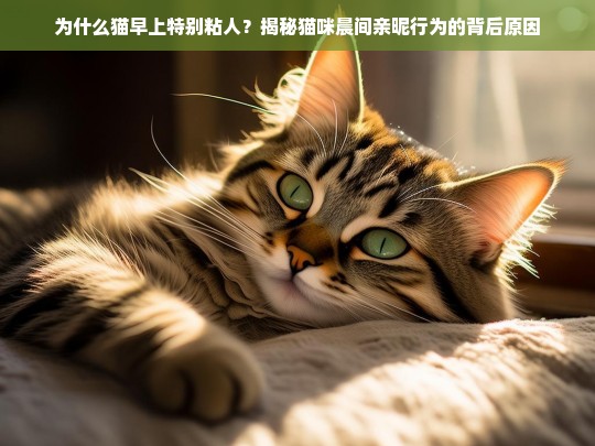 为什么猫早上特别粘人？揭秘猫咪晨间亲昵行为的背后原因