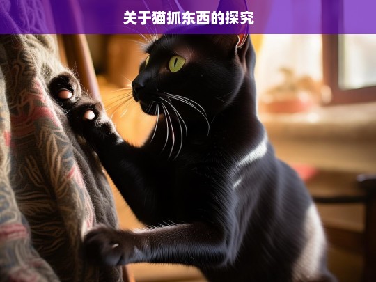 关于猫抓东西的探究