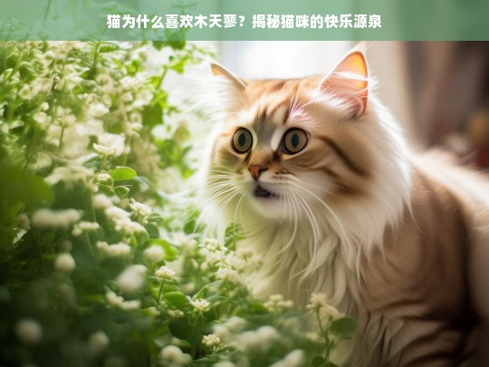 猫为什么喜欢木天蓼？揭秘猫咪的快乐源泉