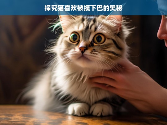 探究猫喜欢被摸下巴的奥秘