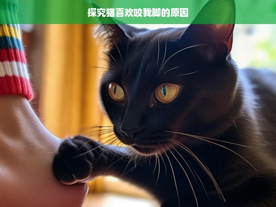 探究猫喜欢咬我脚的原因