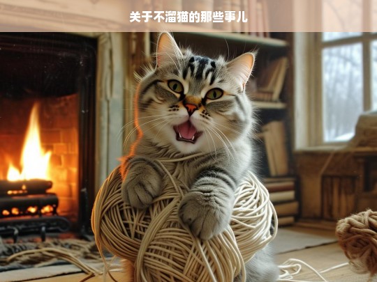 关于不溜猫的那些事儿