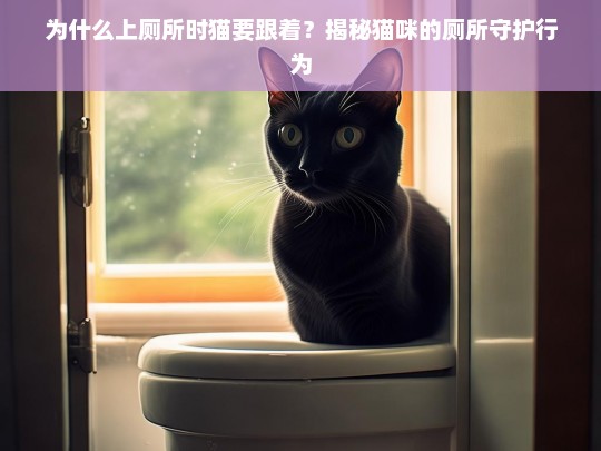 为什么上厕所时猫要跟着？揭秘猫咪的厕所守护行为