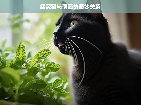 探究猫与薄荷的奇妙关系