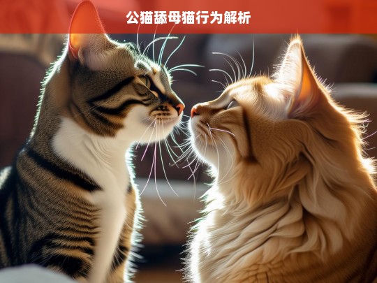 公猫舔母猫行为解析