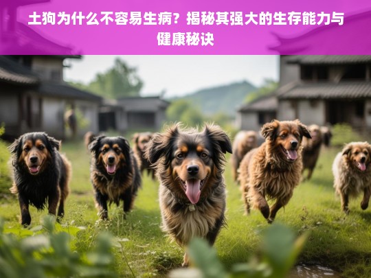 土狗为什么不容易生病？揭秘其强大的生存能力与健康秘诀