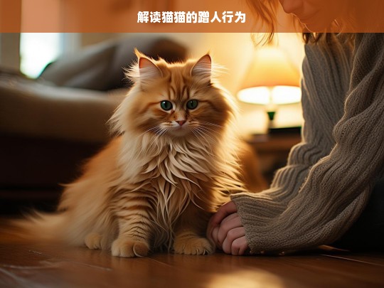 解读猫猫的蹭人行为