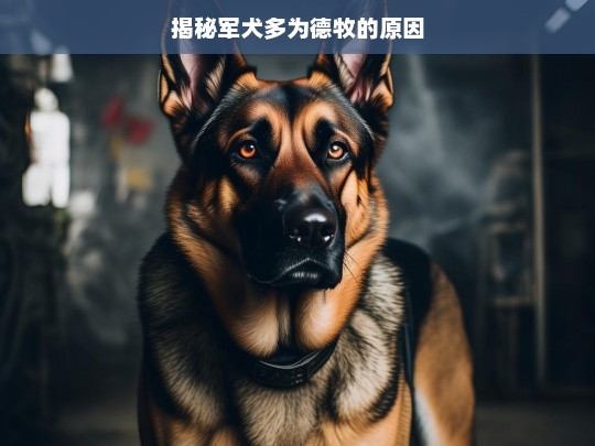 揭秘军犬多为德牧的原因