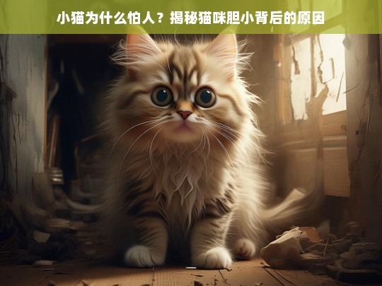 小猫为什么怕人？揭秘猫咪胆小背后的原因