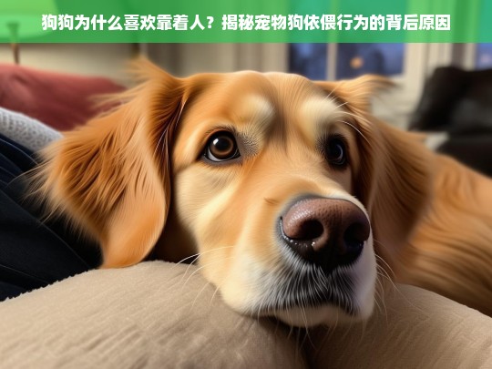 狗狗为什么喜欢靠着人？揭秘宠物狗依偎行为的背后原因