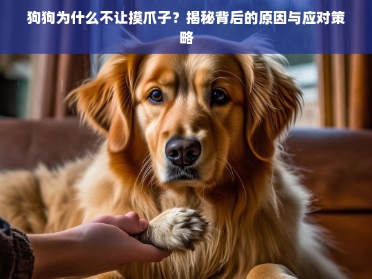 狗狗为什么不让摸爪子？揭秘背后的原因与应对策略