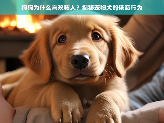 狗狗为什么喜欢粘人？揭秘宠物犬的依恋行为