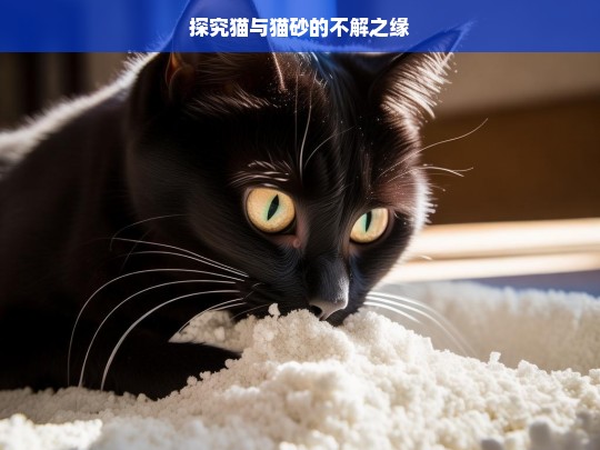 探究猫与猫砂的不解之缘