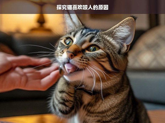 探究猫喜欢咬人的原因