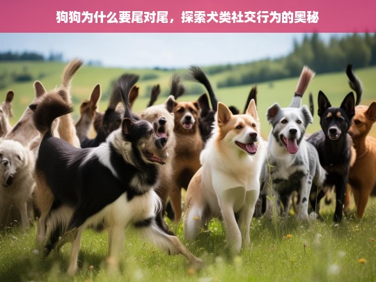 狗狗为什么要尾对尾，探索犬类社交行为的奥秘