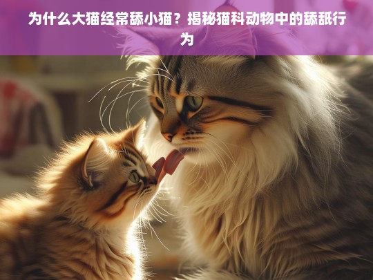 为什么大猫经常舔小猫？揭秘猫科动物中的舔舐行为