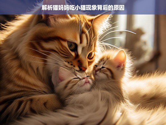 解析猫妈妈吃小猫现象背后的原因