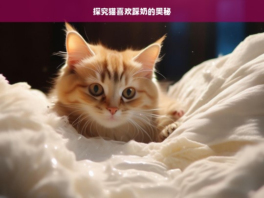 探究猫喜欢踩奶的奥秘