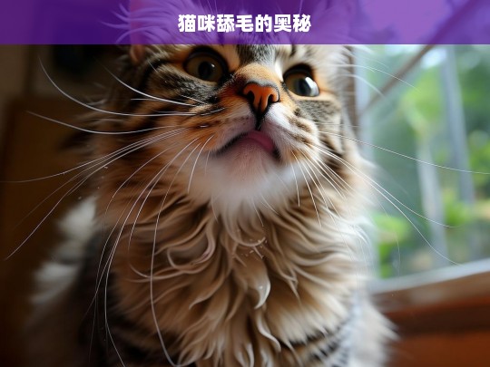 猫咪舔毛的奥秘