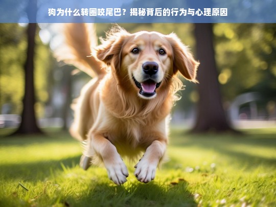 狗为什么转圈咬尾巴？揭秘背后的行为与心理原因