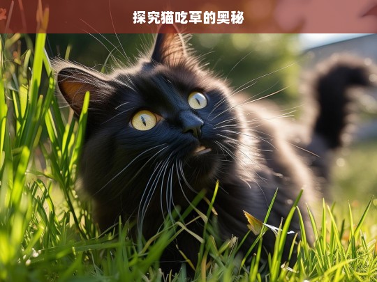 探究猫吃草的奥秘