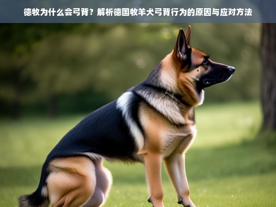 德牧为什么会弓背？解析德国牧羊犬弓背行为的原因与应对方法