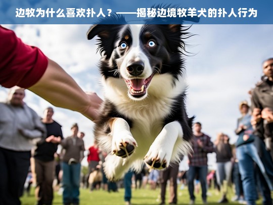 边牧为什么喜欢扑人？——揭秘边境牧羊犬的扑人行为