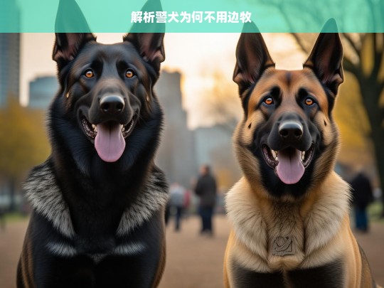 解析警犬为何不用边牧