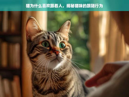 猫为什么喜欢跟着人，揭秘猫咪的跟随行为