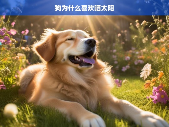 狗为什么喜欢晒太阳