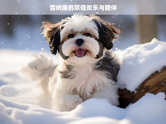 雪纳瑞的双倍欢乐与陪伴